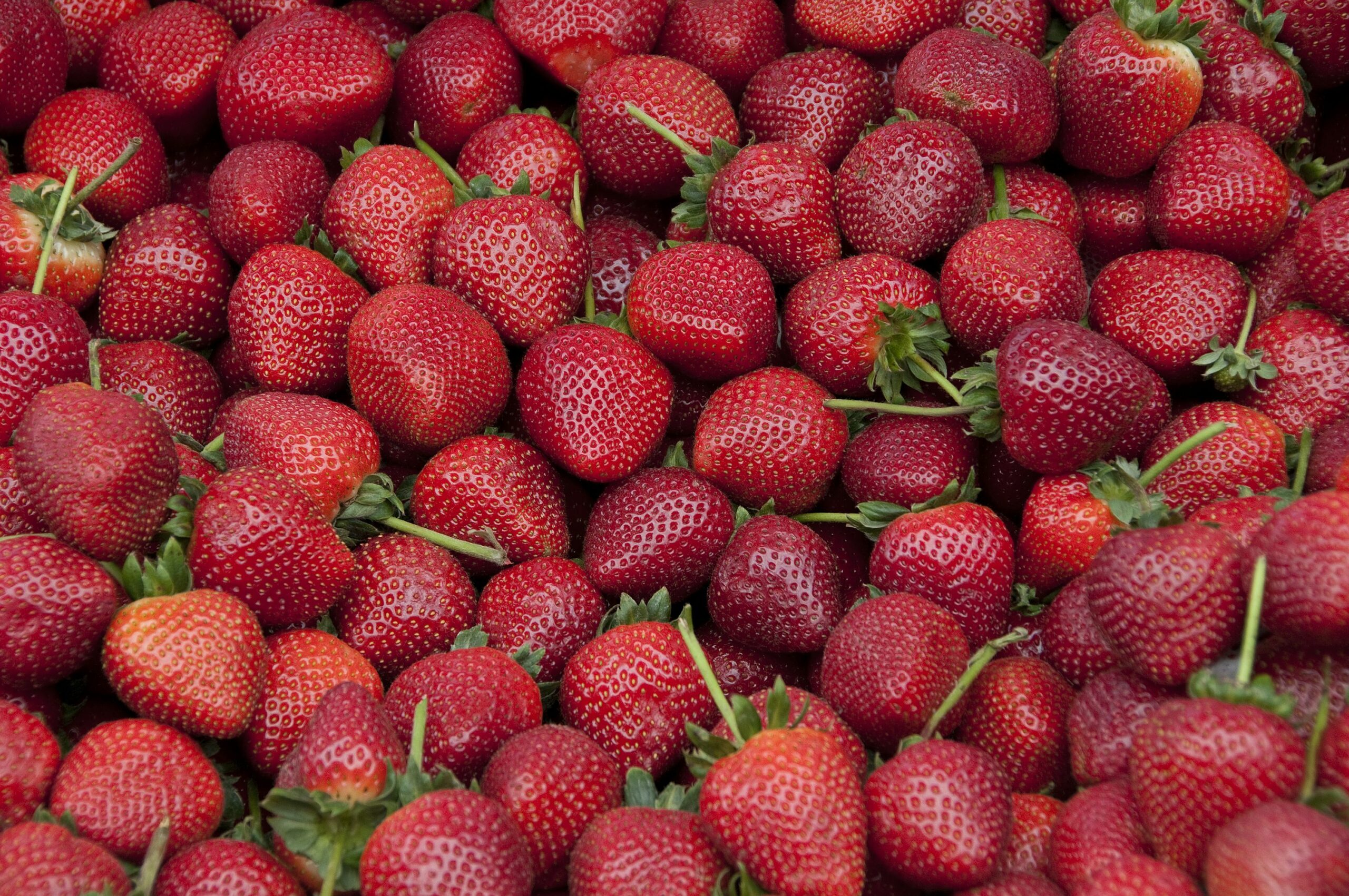 Things To Do Strawberry Festival